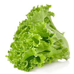 lettuce green 500x500 1